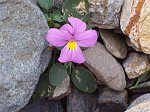 06 Viola Comollia (Viola di Comolli)